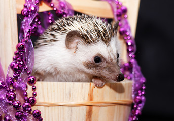A cute little hedgehog - ( African white- bellied hedgehog )