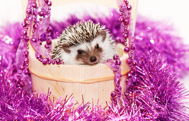 A cute little hedgehog - ( African white- bellied hedgehog ) © Nneirda