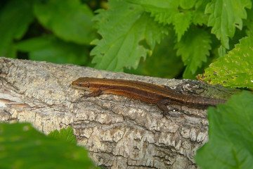 brown lizard on a tree