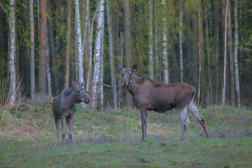 moose in the autumn forest