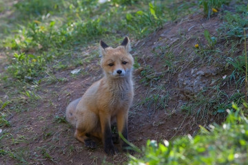 Teen red fluffy fox