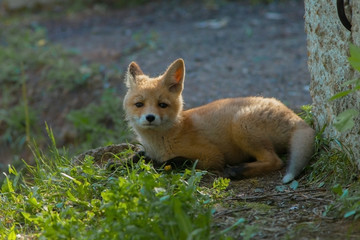 Teen red fluffy fox