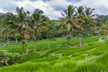 Fototapeta na wymiar Bali rice terrace