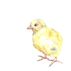 Watercolor rooster isoleted on white background.