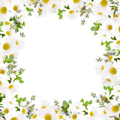 Beautiful daisies and butterfly, flower, floral background - 124041250