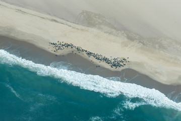 Fototapeta na wymiar Robbbenkolonie an der Skelettküste, Namibia, Luftaufnahme