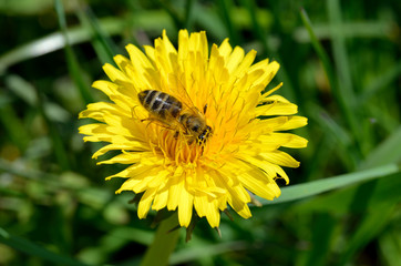 Bee pollinating a dandelion