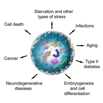 Pathological and physiological functions of autophagy. 3D illustration for Nobel Prize Award in Medicine 2016. Shows autophagosome containing cellular waste