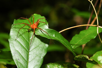 Lynx spider (Oxyopes)