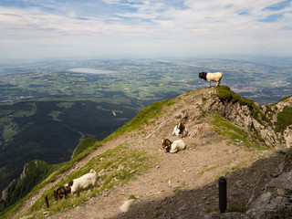 cabras en el monte Pilatus de Lucerna, Suiza, en el verano de 2016 OLYMPUS DIGITAL CAMERA