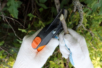 Pruning ornamental shrub branch with a garden secateurs in the summer garden
