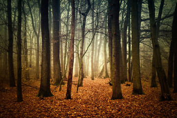 mystischer Wald im Herbst