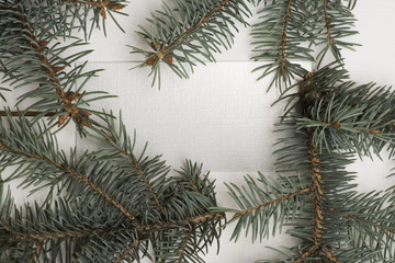Green pine branch