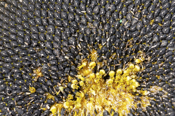 Sunflower seed shown as texture