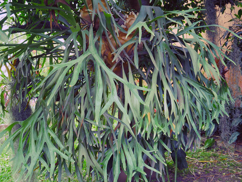Elk Horn Fern, Platycerium bifurcatum