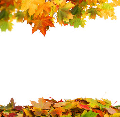 Naklejka na ściany i meble Autumn falling maple leaves isolated on white background. Autumn