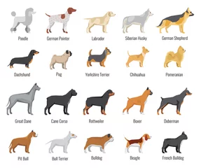 Fotobehang Dogs breed vector flat icons set © MicroOne