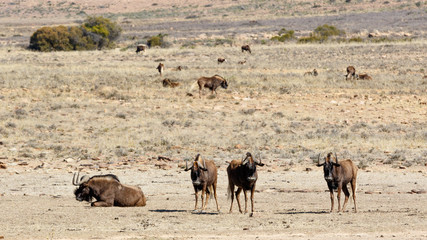 Fototapeta na wymiar The four main Black Wildebeest in the front
