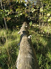 Natural tree bridge in the forest