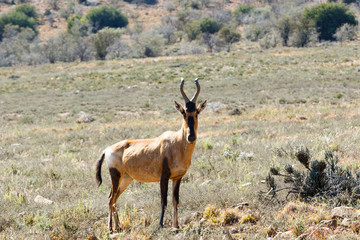 Red Hartebeest standing in the field