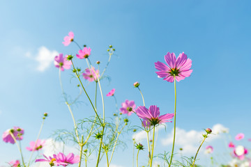 Obraz na płótnie Canvas cosmos flower field with blue sky background
