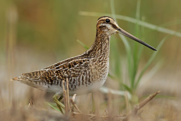 Обыкновенный бекас. 