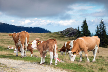 Fototapeta na wymiar Rinder auf der Alm, Österreich