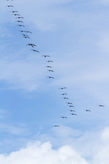 brown pelican squad in flight