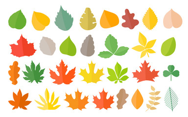 Different color autumn leaves vector collection. Leaves isolated
