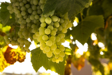 Grapes on grapevine