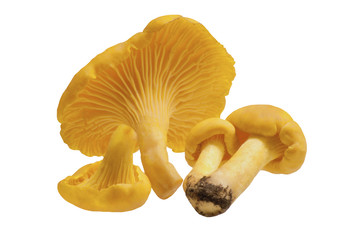 Chanterelle mushrooms on a white background