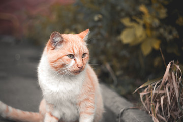 Cute cat walking in the city