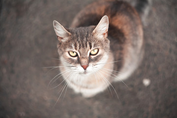 Cute cat walking in the city