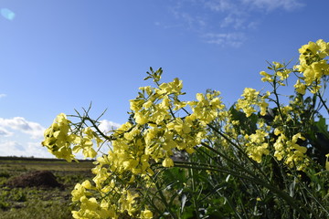 цветение капусты