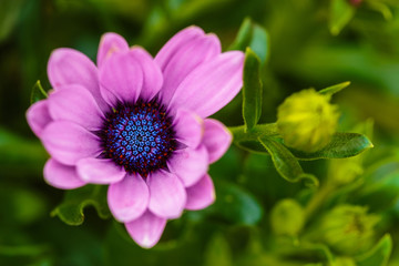 pink african daisy with green leaves with a blurred background