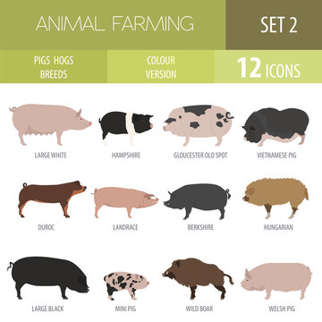 Pigs, hogs breed icon set. Flat design