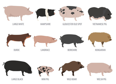 Pigs, hogs breed icon set. Flat design