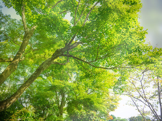Abstract blur natural green background