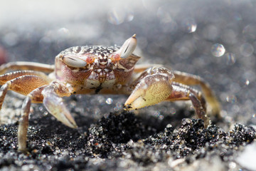 Horned Ghost Crab or sand crab