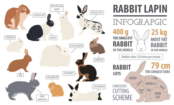 Rabbit, lapin breed infographic template. Flat design