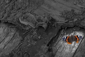 Schmetterling auf totem Baum