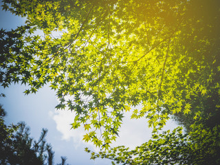 Abstract green Japanese maple leave for background