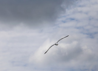 Free white seagull flying in the sky