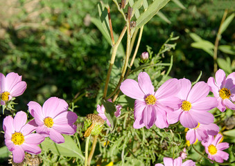 Several autumn purple flowers on green background