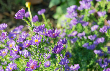 Several autumn purple flowers on green background