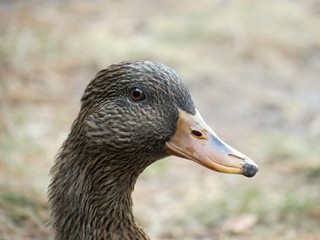 Portrait einer Ente