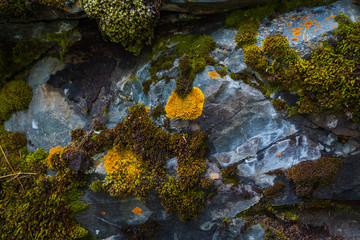 Green moss background texture