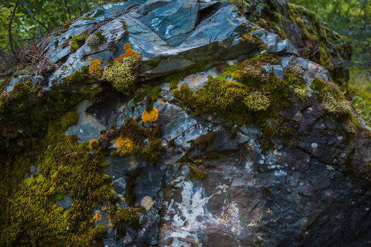 Green moss background texture