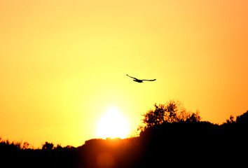 seagull with immense wingspan flying