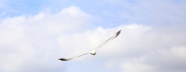 Free white seagull flying
